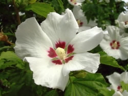 hibiskus2_fl